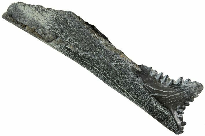 Bizarre Edestus Shark Tooth In Jaw Section - Carboniferous #238485